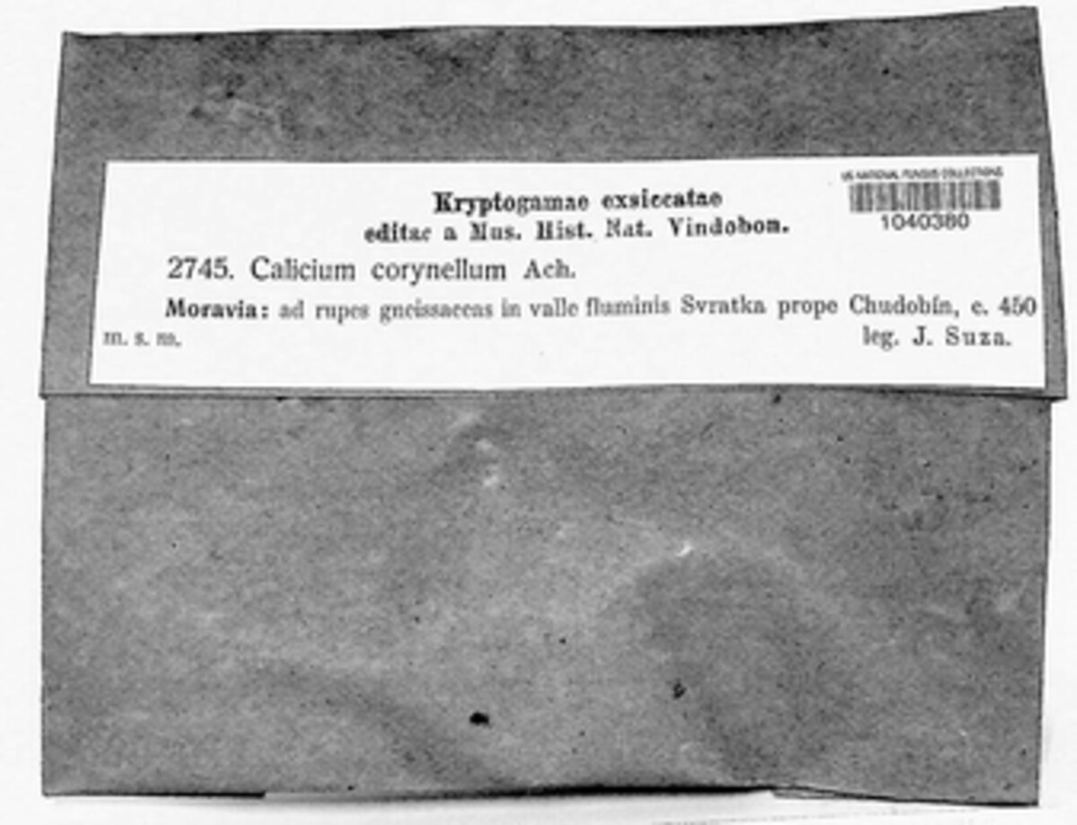 Calicium corynellum image